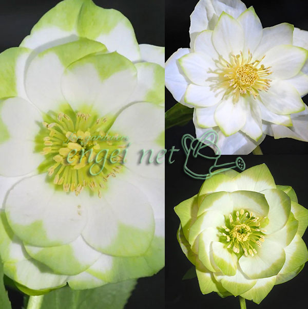 曽田園芸さんのクリスマスローズ：グリーンリップ・利休系　実生株4号ロングポット