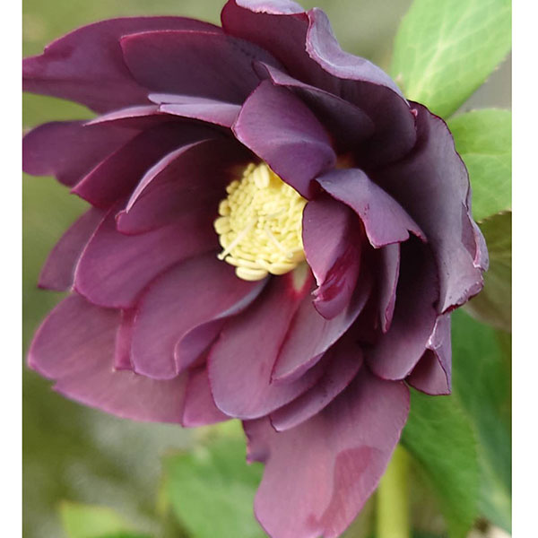 クリスマスローズ：ベルギー育種　ダブルブラック4.5号ポット