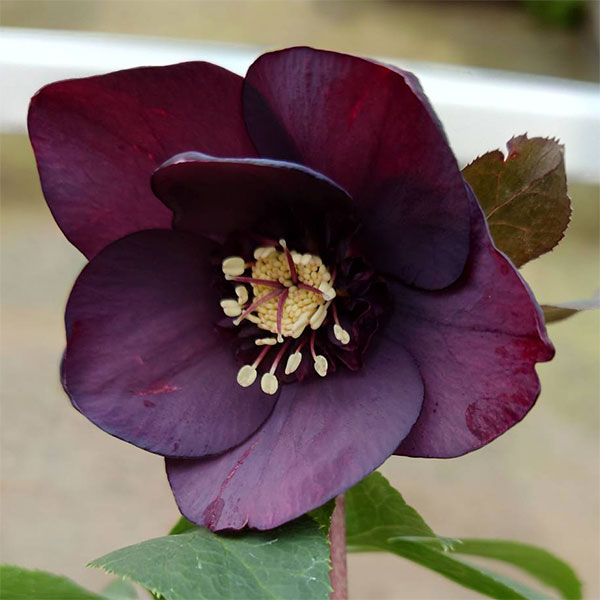 クリスマスローズ：ベルギー育種　セミダブルブラック4.5号ポット