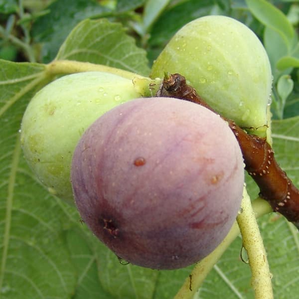 イチジク：日本種（早生日本種/蓬莱柿・ほうらいし)6号鉢植え