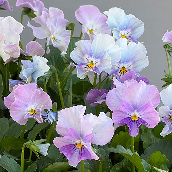 ビオラ（フリル咲き）：パステルフリル淡青3-3.5号ポット