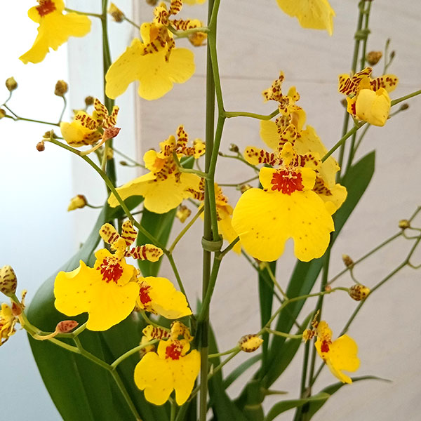 オンシジウム:アロハイワナガ3本立ち6号鉢植え*