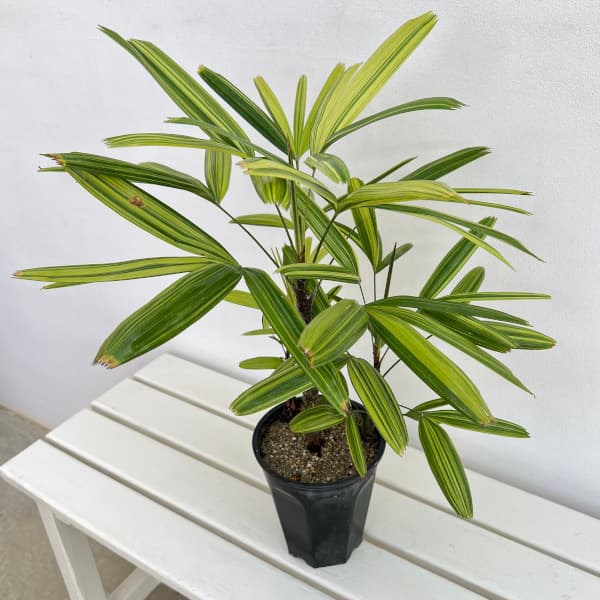 カンノンチク:瑞晃錦(ズイコウニシキ) 5号鉢植え