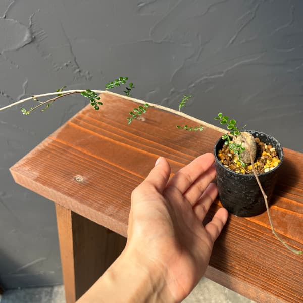 オペルクリカリア：デカリー （実生株）　2.5号鉢植え25-01
