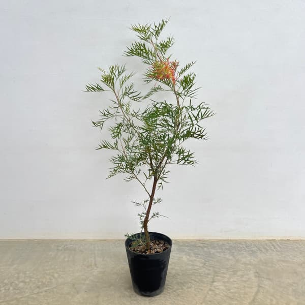 グレビレア:ココナッツアイス 5号鉢植え