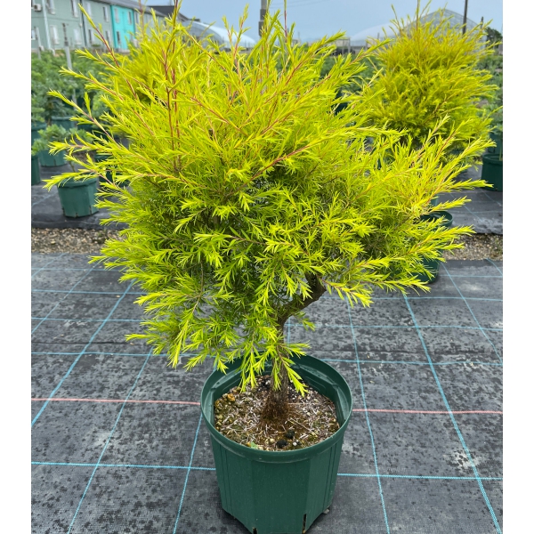 メラレウカ（メラウニカ）：レボリューションゴールド8号鉢植え