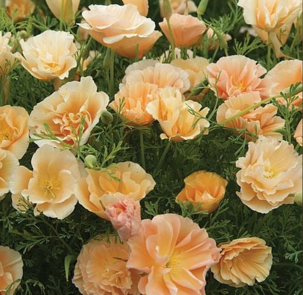 カリフォルニアポピー：ピーチソーベット3.5号ポット