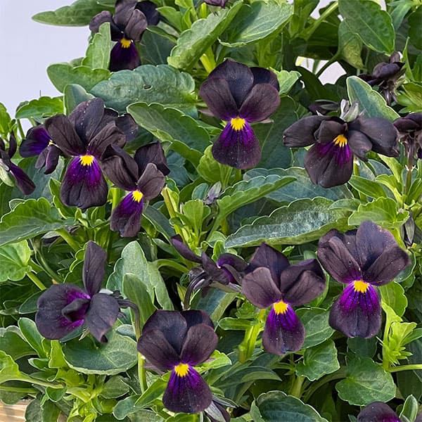 見元園芸さんのビオラ：マットブラッキーププ3-3.5号ポット