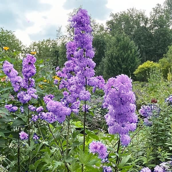 デルフィニウム：パープルサプライズ4号ポット