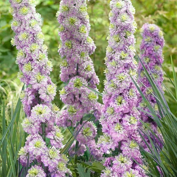 デルフィニウム：ミステリーセンセーション4号ポット