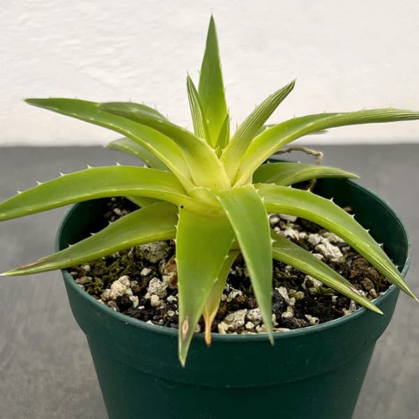 ディッキア:ブレビフォリア イエローグロー 2.5号鉢植え