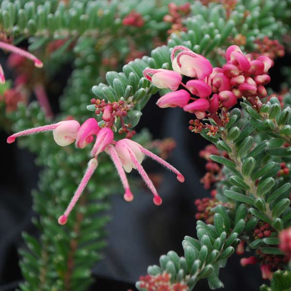 グレビレア：ラニゲラ7号ポット