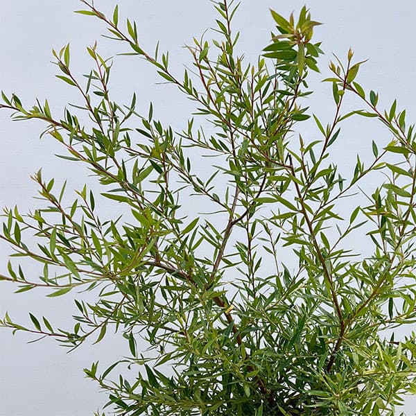 グレビレア：フォレストランブラー7号ポット