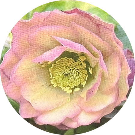 杉光園芸さんのクリスマスローズ：ダブルアプリコット5号ポット