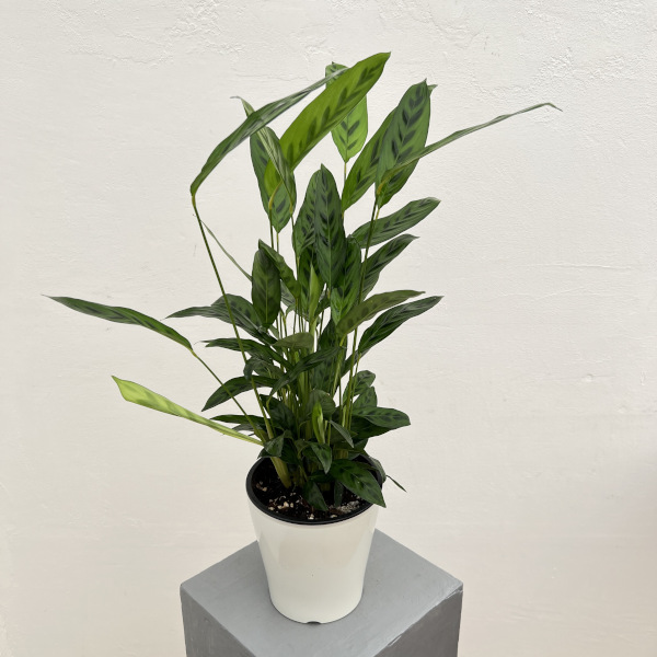 カラテア:レオパルディナ 5号鉢植え