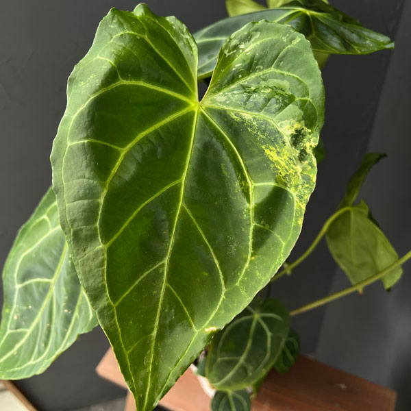 アンスリウム:クリスタリナム×マグ二フィカ(ちょっと斑入り) 5号鉢植え