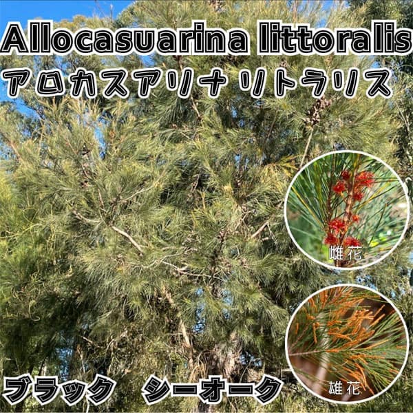 アロカスアリナ:リトラリス5号ポット