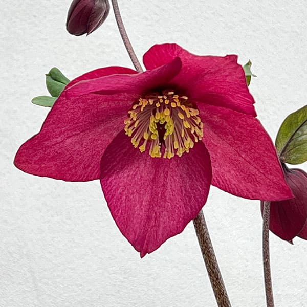 クリスマスローズ：*HGC 雪の妖精　カーリー4.5号ポット