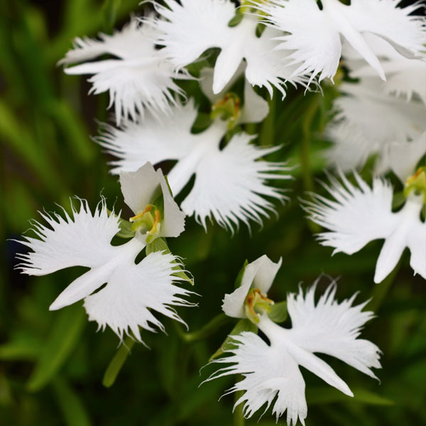 サギソウ（鷺草）：青葉（3球植え）3号ポット