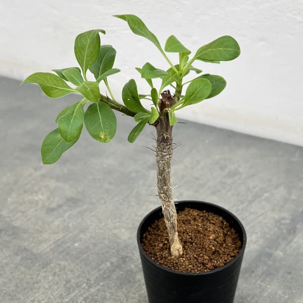 園芸ネット本店｜コミフォラ：sp. 2.5号鉢植え の通販【公式】