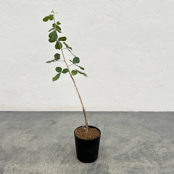 コミフォラ:sp1. ウエスタンマダガスカル 2.5号鉢植え