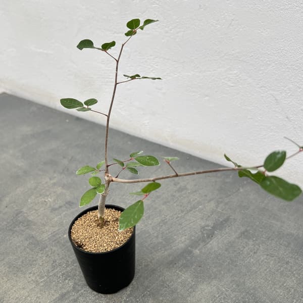 コミフォラ：アンボボノンカファナ　3号鉢植え