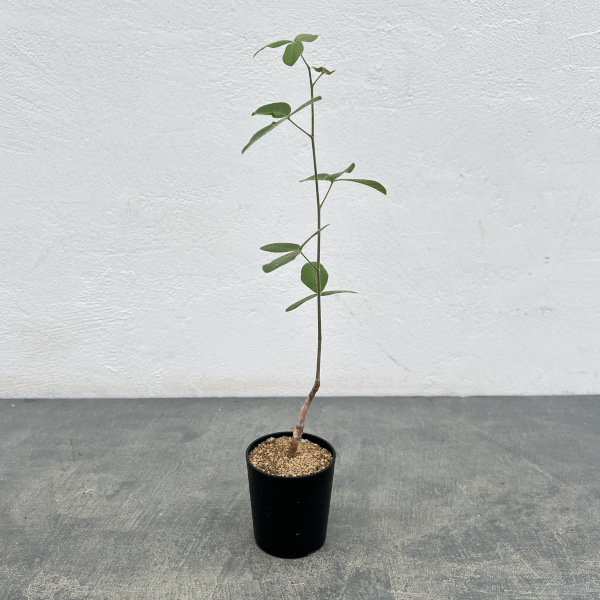 園芸ネット本店｜コミフォラ：ブレビカリックス 2.5号鉢植え の通販