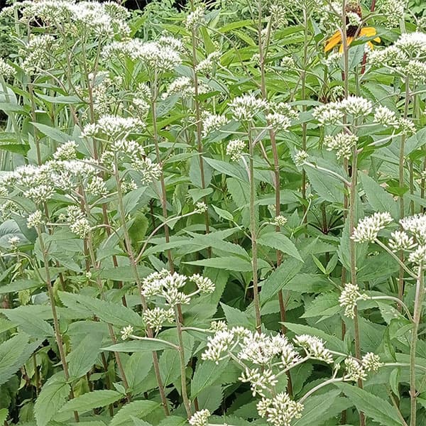 [26年2月中下旬予約]ヒヨドリバナ　3.5号ポット