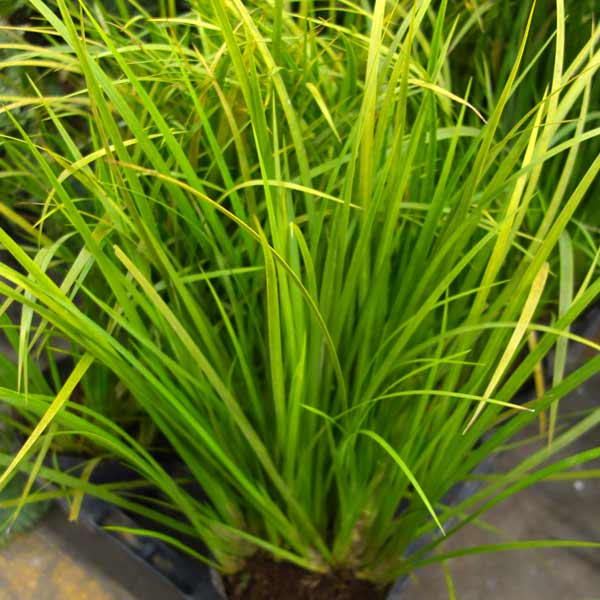 セキショウ:黄金セキショウ3.5号ポット