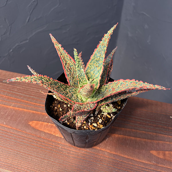 園芸ネット本店｜アロエ：クリムゾンドラゴン 3.5号ポット の通販【公式】