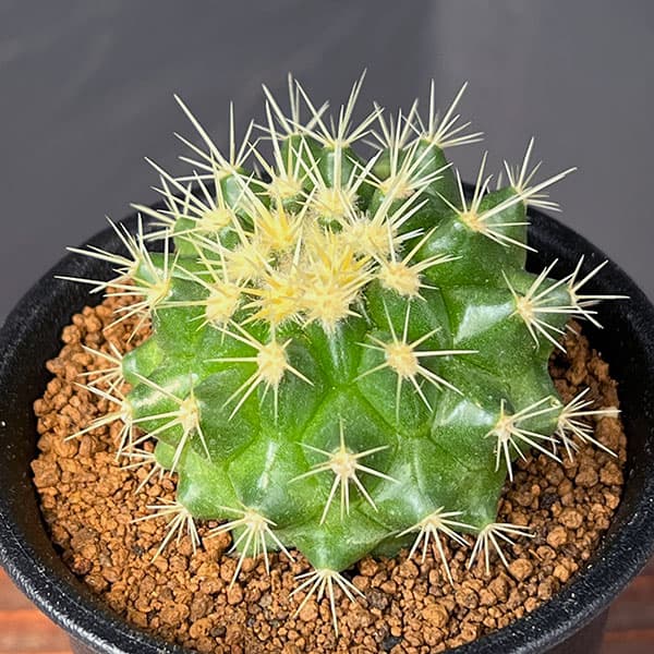 サボテン:短刺キンシャチ(金鯱) 3号鉢植え