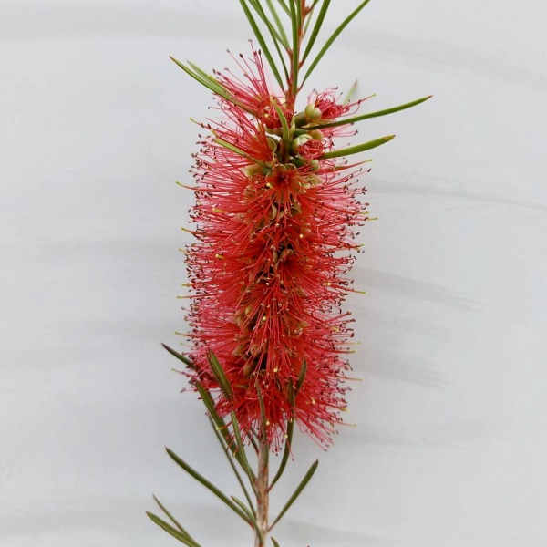 カリステモン:ピニフォリウス5号ポット