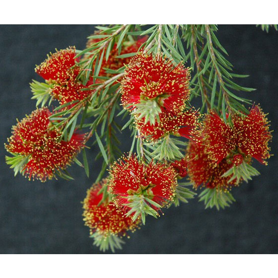 カリステモン:ロッキーランブラー5号ポット