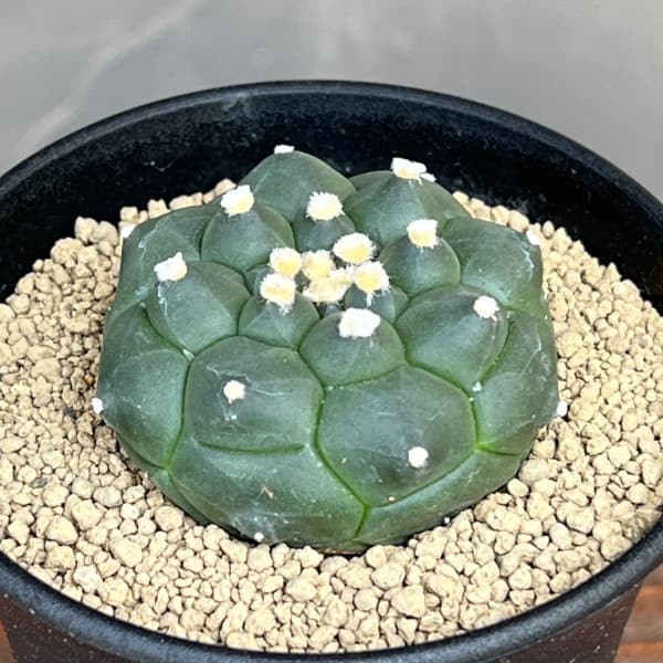アストロフィツム:アステリアス亀甲兜丸(カブトマル)3号鉢植え