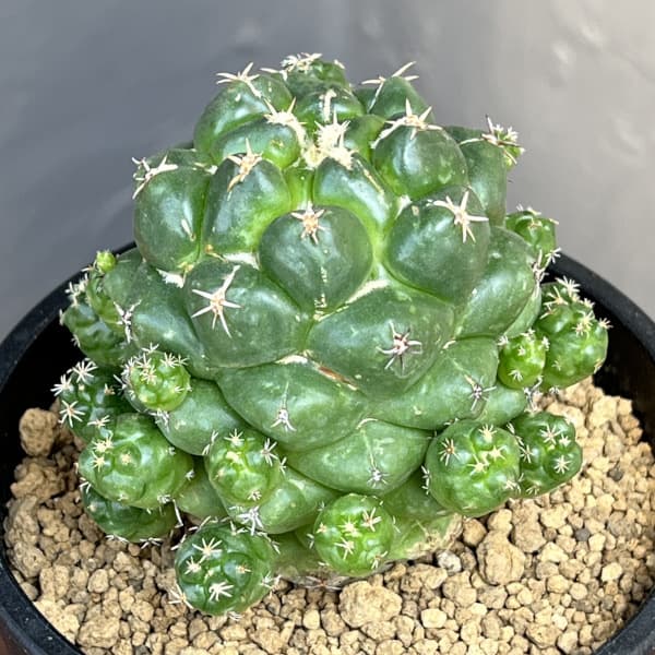 コリファンタ:エレファンティデンス短刺 3.5号鉢植え