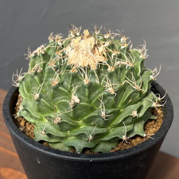 サボテン:オブレゴニア デネグリイ(帝冠) 3.5号鉢植え