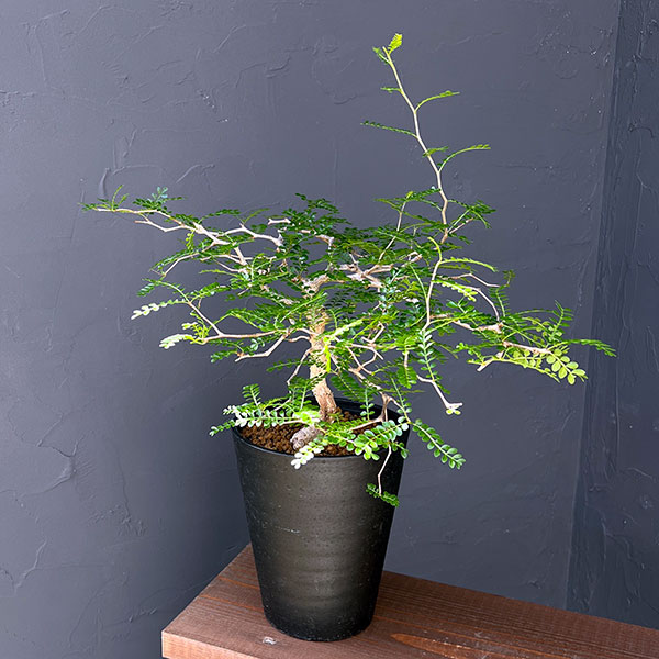 オペルクリカリア:パキプス(実生株) 5号鉢植え