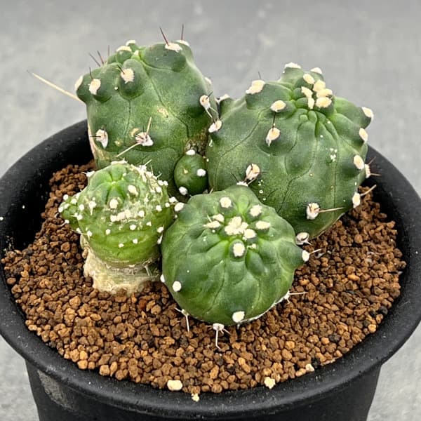 エキノプシス:アンキストロフォラ 3号鉢植え