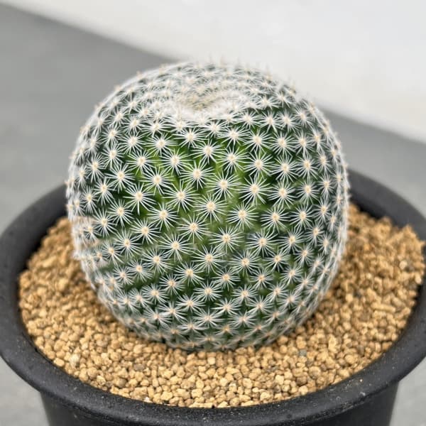 マミラリア：ペルベラ　3号鉢植え