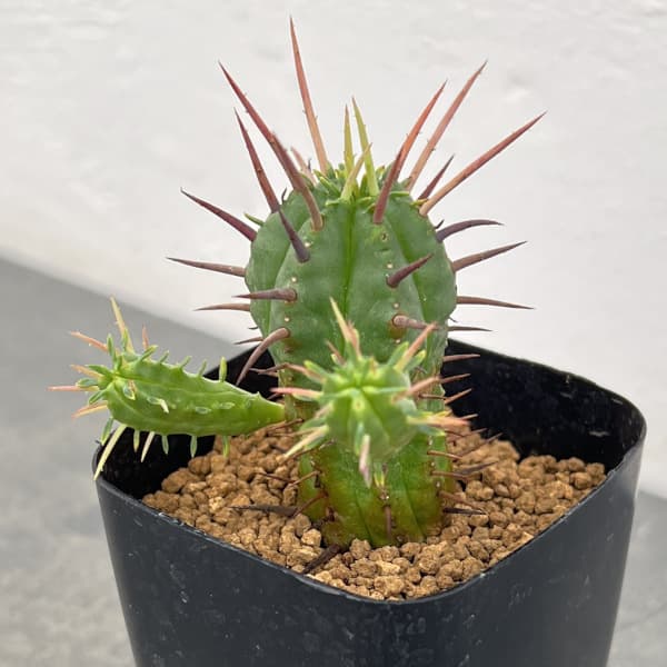 ユーフォルビア:フェロックス 2.5号鉢植え