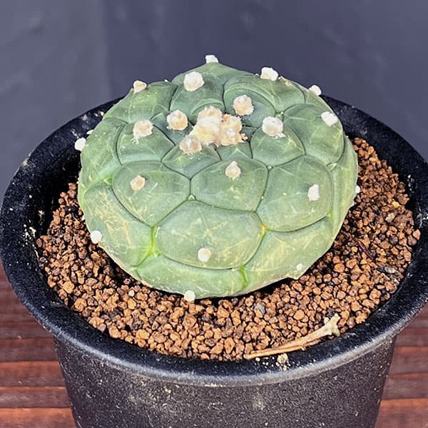アストロフィツム:アステリアス亀甲瑠璃兜(るりかぶと)3号鉢植え