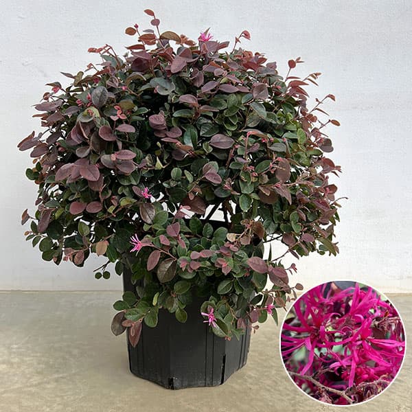 トキワマンサク:紅花赤葉 玉仕立て8号ポット