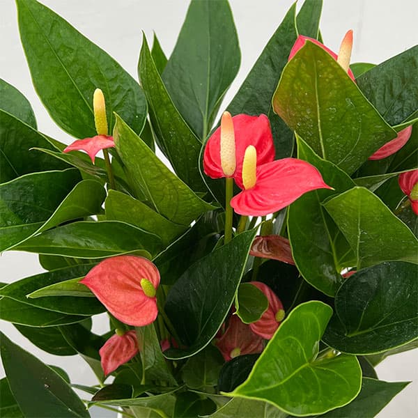 アンスリウム:レッド(小輪タイプ) 4.5号鉢植え
