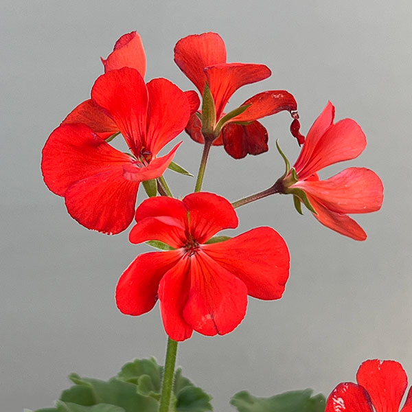 園芸ネット本店｜ゼラニウム：ダークライン サマラ（赤） 5号鉢植え の