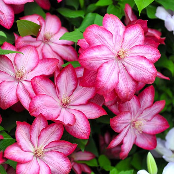 クレマチス：リバティー3号ポット(早咲き大輪系)