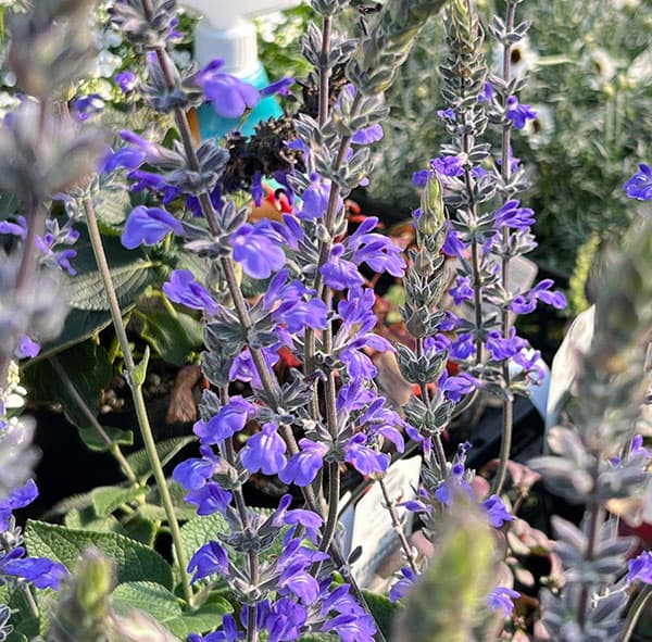 サルビア：ブルーチキータ3.5号ポット