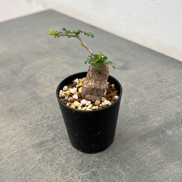 オペルクリカリア：パキプス（根挿し株）Sサイズ 2.5号鉢植え の