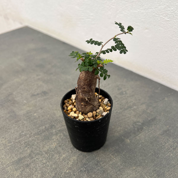 オペルクリカリア：パキプス（根挿し株）Mサイズ 2.5号鉢植え の
