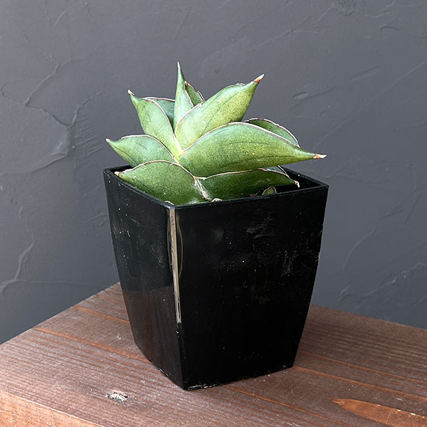 サンスベリア:ビルバオ 3.5号鉢植え*