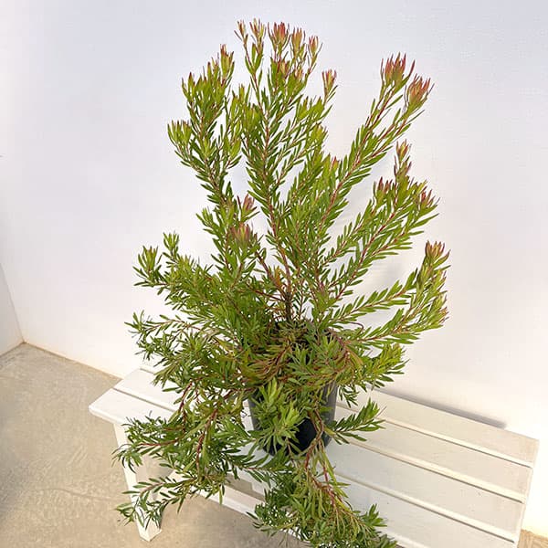 リューカデンドロン:ゾーイ 7号鉢植え
